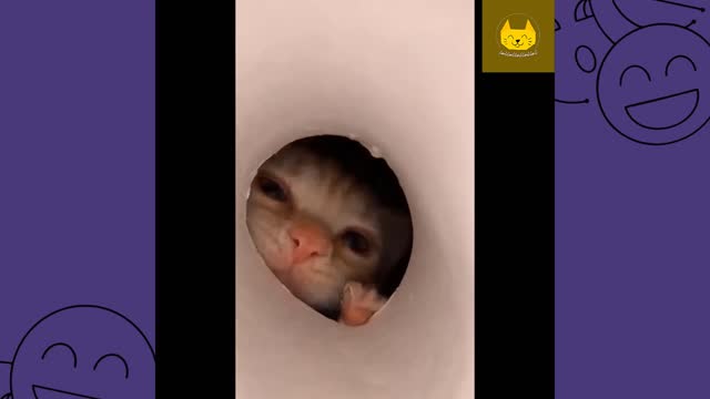 Funny Cat Videos Compilation try not laugh hard # 4