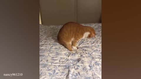 The very best and funniest CAT moments 😅Funny Pet Videos 2024