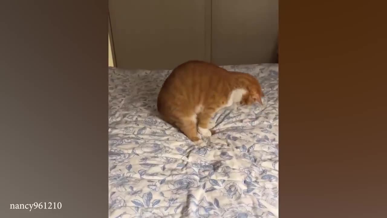 The very best and funniest CAT moments 😅Funny Pet Videos 2024
