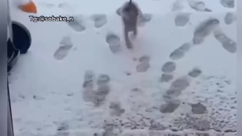 Funny dog walking with only two front legs🤡