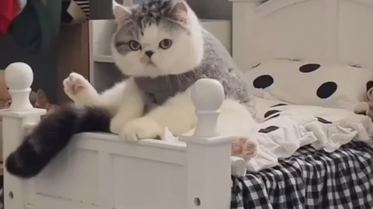 Cute cat
