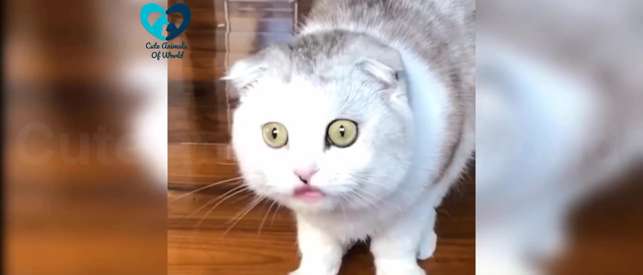 Funny Cute Cats Video