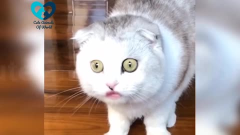 Funny Cute Cats Video