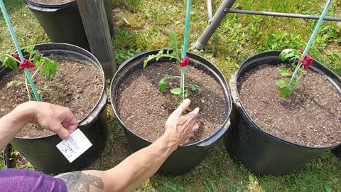 Viri Christi Gardening Vlog - Ep. 13 (6/5/23)