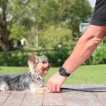 How to Train a Dog With Leash Pressure