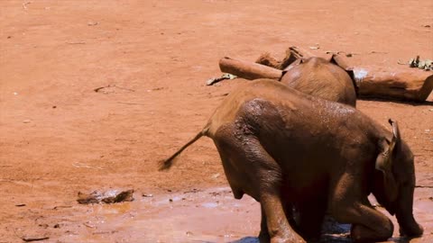 Little Elephants swimming