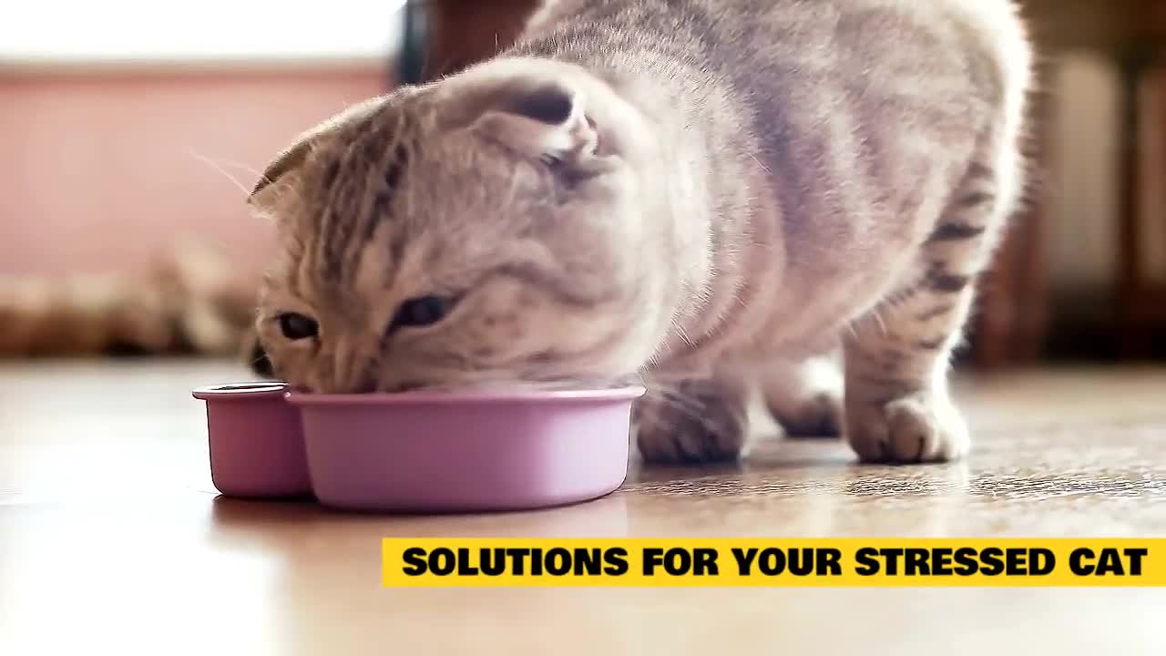 How to Relieve Cats From Stressed (Isolation, Decrease in Appetite, Aggression, ..etc.)