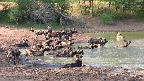 animals Safari 4k science film with African cultural sounds