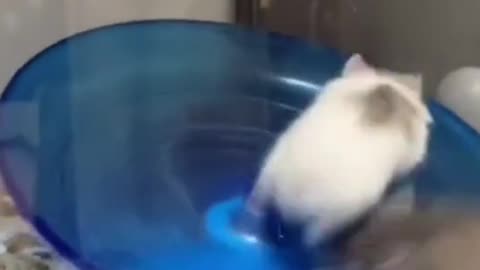 Fun