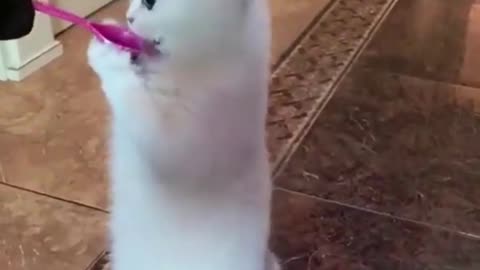Cute and Funny Animals 😂😂😂