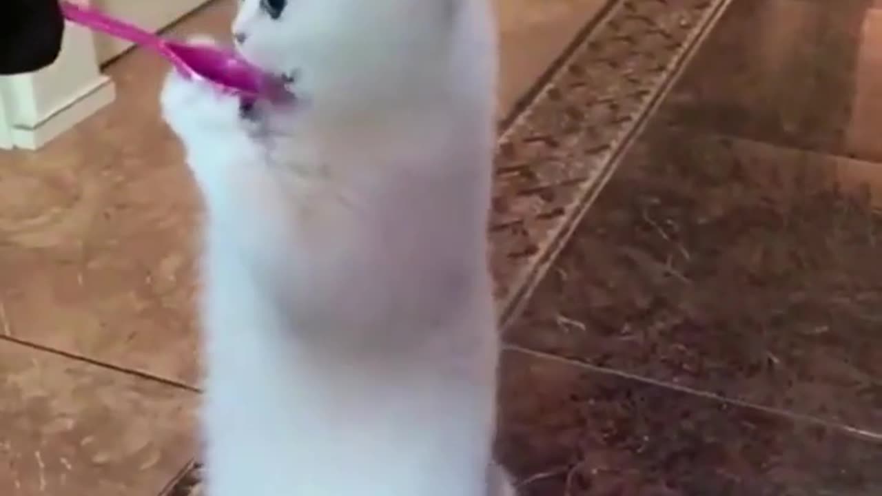 Cute and Funny Animals 😂😂😂