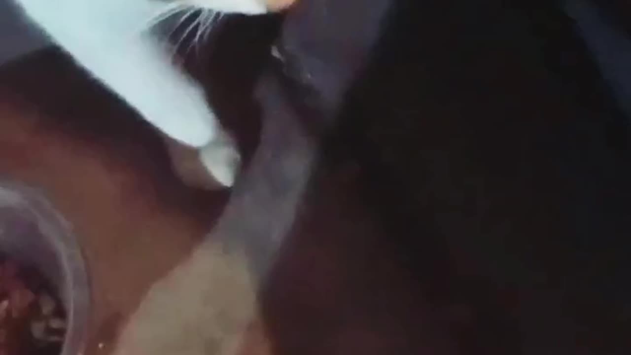 "Cat Slap"Buttons The Cat Slaps Adorable the cat"Come SeeππΊπΎπ±π«πππ€πΆ