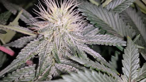 Week4 GG4/Strawberry Strawberry Wedding Cake