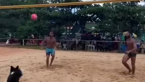 Talented Dog🤩