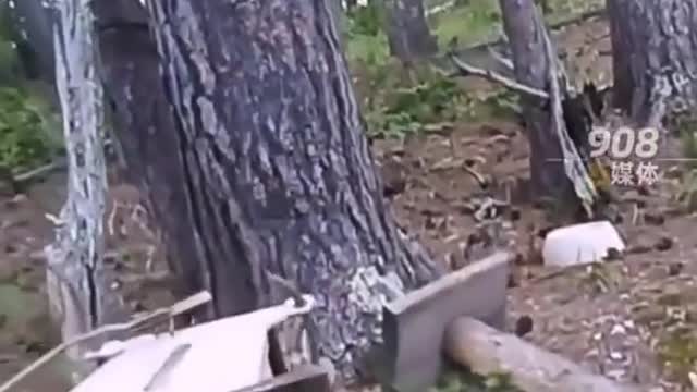 There is no greater beast than a cat