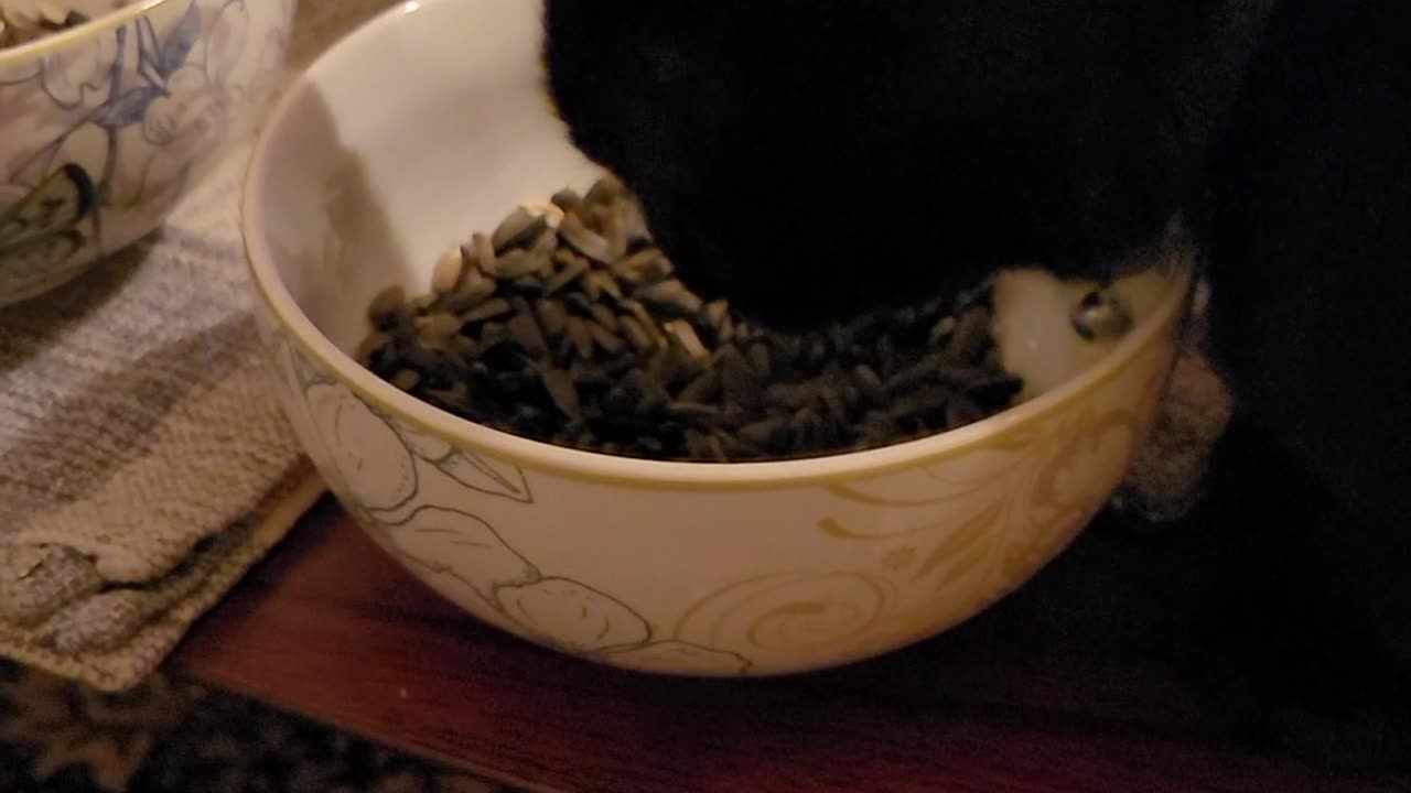 Cat Snacks?
