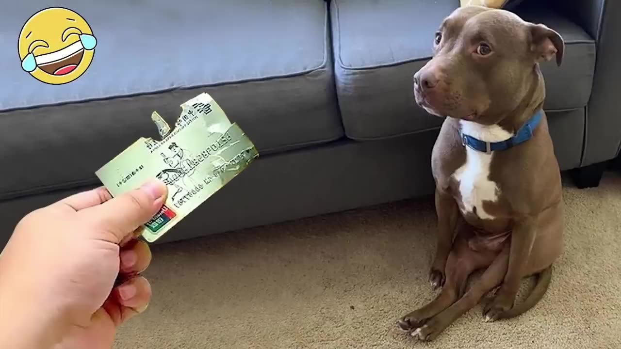 Funniest Animals 2023 π€©π Best Dogs and Cats Videos of The Month πΆπ»