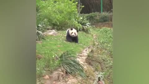 Try Not To Laugh - Funny Panda Video 2021 | Pets Town