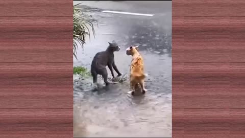 Funniest animals Dogs And Cats Videos 😂 😁 - Best Funny Animal Videos 2023😍