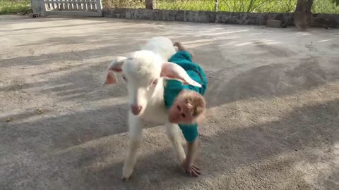 Monkey Cutis 🙈and Baby Goat🐐 Videos Compilation!