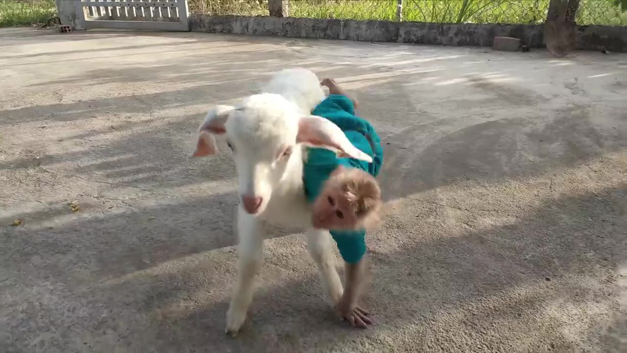 Monkey Cutis 🙈and Baby Goat🐐 Videos Compilation!