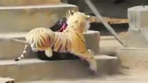 PRANK DOG/ FAKE LION AND other