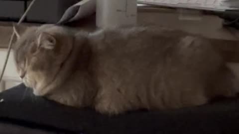 Cat laying down