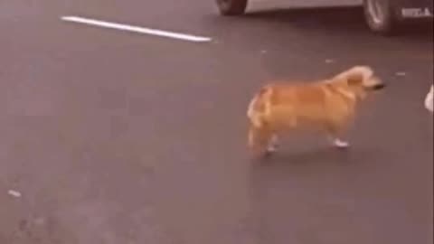 Dog videos