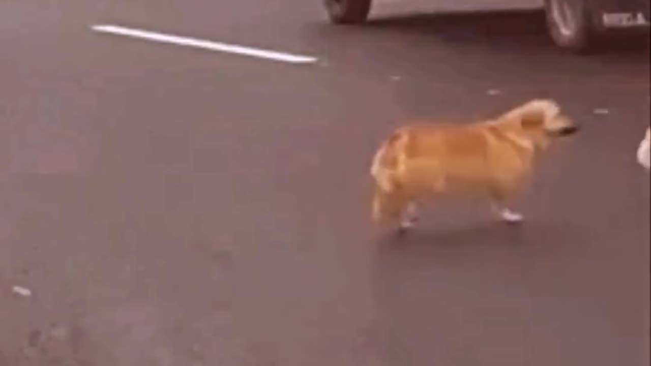 Dog videos