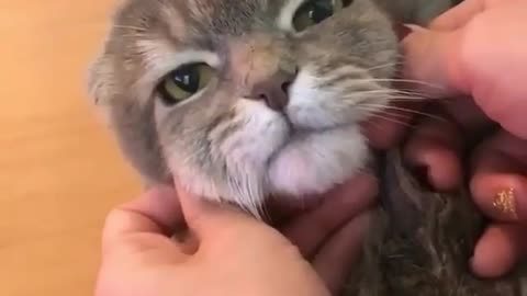 Meio