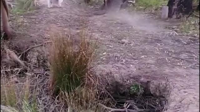 Cow vs Dog fight, who will win?
