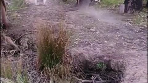 Cow vs Dog fight, who will win?