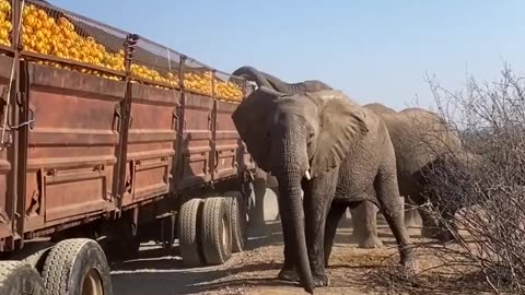 FORBIDDEN FRUIT: Opportunistic elephants help themselves to a feast of orange