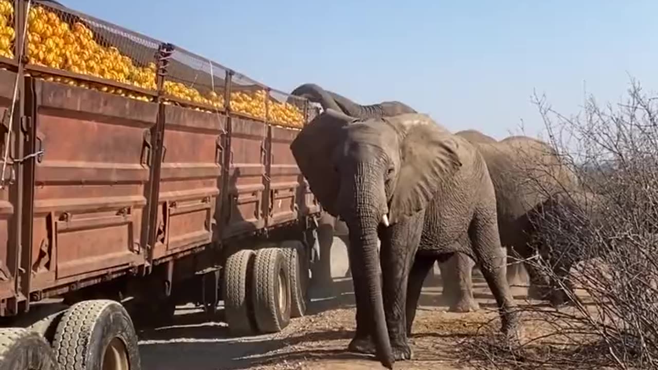 FORBIDDEN FRUIT: Opportunistic elephants help themselves to a feast of orange