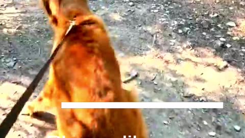 Funny Animal Videos 2024 Best Dogs And Cats Videos 😺😍 #56,kjn