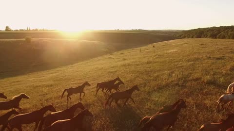 Horses running on grass. Aerial view of horse herd. Born to be wild. Freedom and power