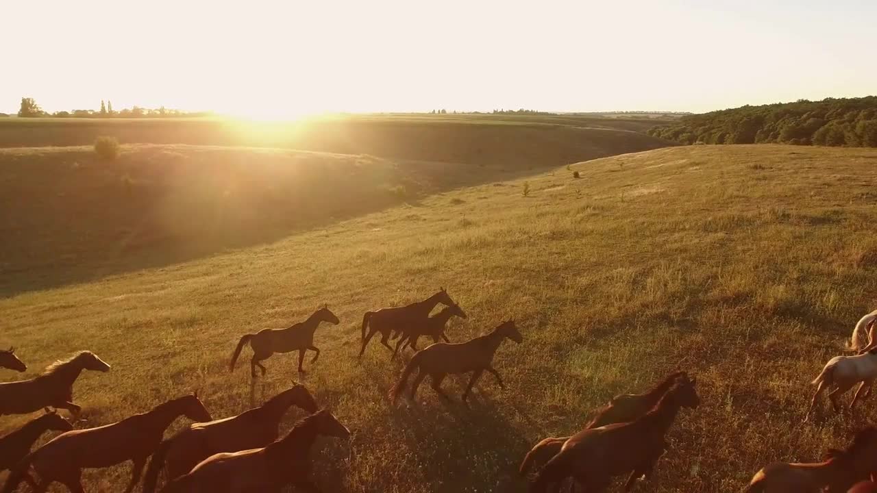 Horses running on grass. Aerial view of horse herd. Born to be wild. Freedom and power