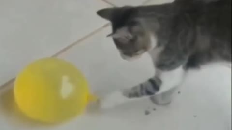 funny cat short videos |😂| part 193 |👍| Hello cats #shortvideo #shorts
