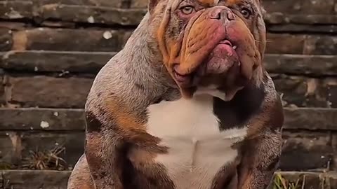 Dog attitude