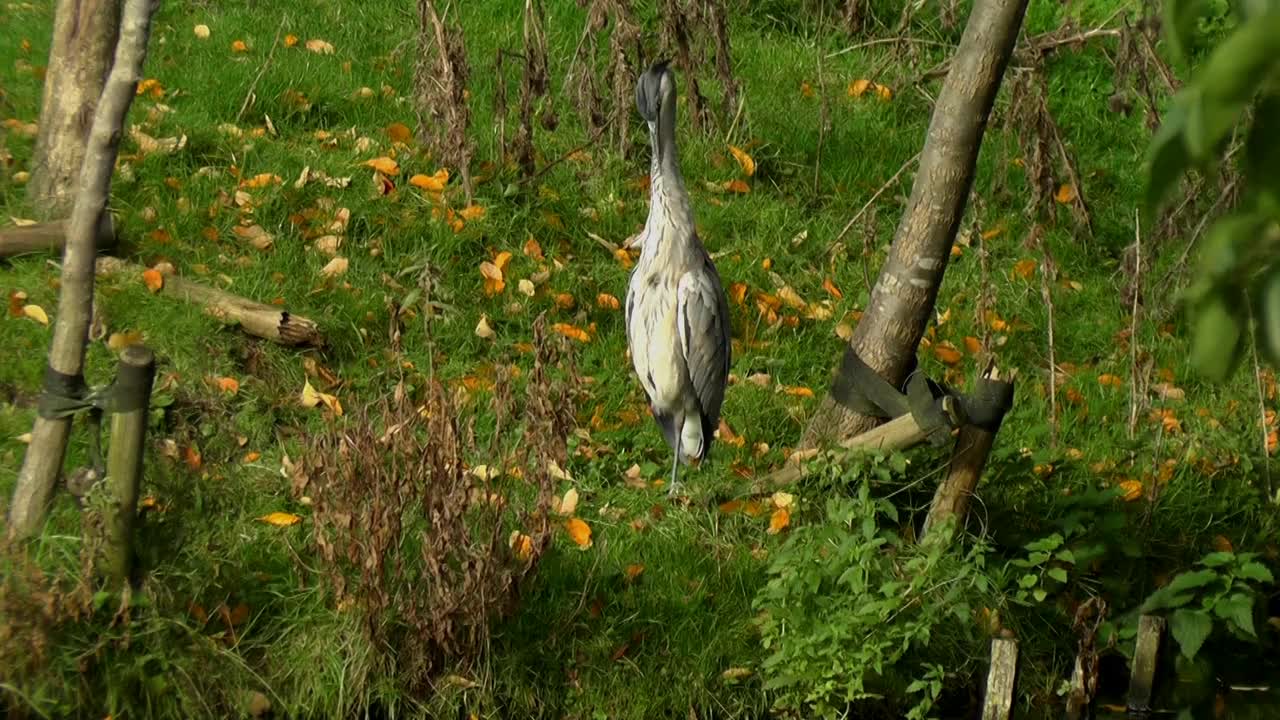 Heron Wading Bird Animal Feather Plumage Beak