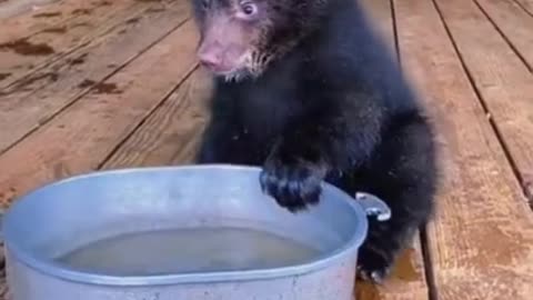 Funniest Animals Best Of The 2022 Funny Animal Videos#2