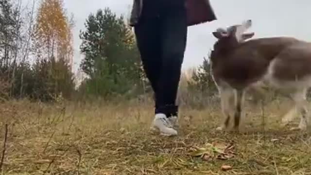 Perfect Dog Training | Best dog training in the world #shorts