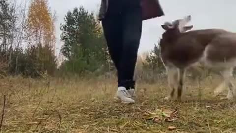 Perfect Dog Training | Best dog training in the world #shorts