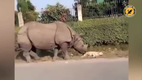 funny animal