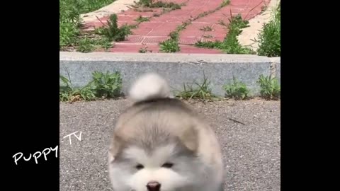CUTE BABY MALAMUTES