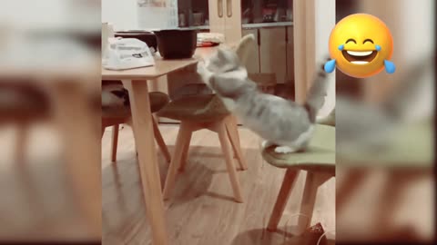 Cute cats part 01