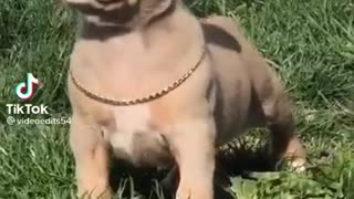 Cute animals goes BIG animals #Shorts