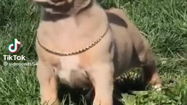 Cute animals goes BIG animals #Shorts