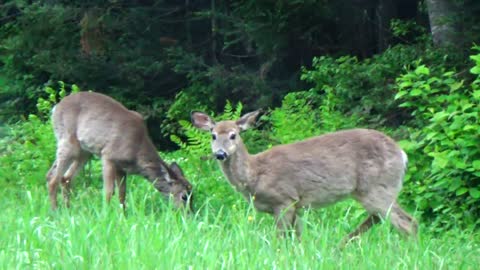 White-tailed deer