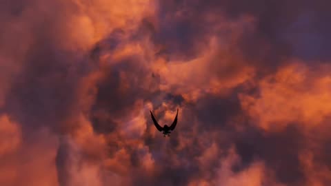 Flying Beast 🦅